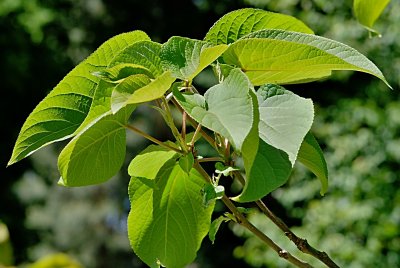 Populus lasiocarpa - topol chlupatý - větévka s listy